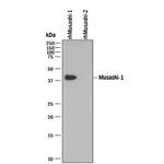 MSI1 Polyclonal Antibody