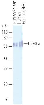 CD300a Polyclonal Antibody