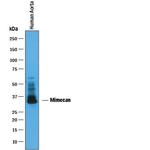 Mimecan Polyclonal Antibody