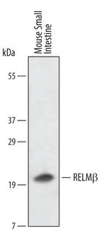 RELM beta Polyclonal Antibody