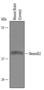 NeuroD2 Polyclonal Antibody