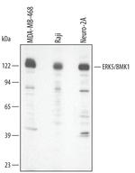 ERK5 Polyclonal Antibody