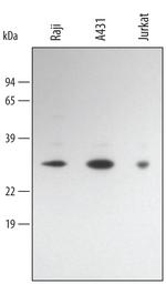 BCL-10 Polyclonal Antibody