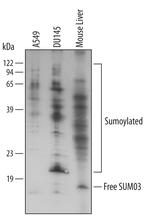 SUMO-3 Polyclonal Antibody
