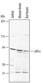 PI3K p85 alpha Polyclonal Antibody