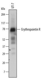 EpoR Polyclonal Antibody