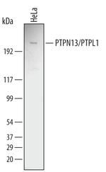 PTPN13 Polyclonal Antibody