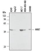 MKK7 Antibody in Western Blot (WB)
