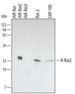 RRAS2 Polyclonal Antibody