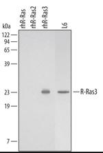 MRAS Polyclonal Antibody