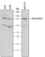 DVL3 Polyclonal Antibody