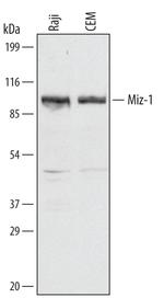 ZBTB17 Polyclonal Antibody