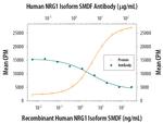 NRG1 Isoform SMDF Polyclonal Antibody
