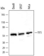 YY1 Polyclonal Antibody