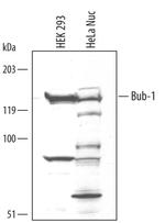 Bub1 Polyclonal Antibody