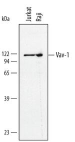 VAV1 Polyclonal Antibody