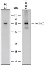 Nectin 2 Polyclonal Antibody
