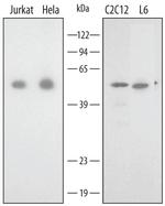 Annexin A7 Polyclonal Antibody
