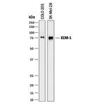 ECM1 Polyclonal Antibody