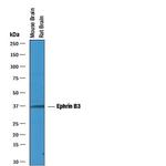 Ephrin B3 Polyclonal Antibody