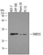FKBP25 Polyclonal Antibody