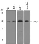 SMAGP Polyclonal Antibody