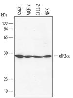 EIF2S1 Polyclonal Antibody