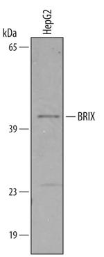 BXDC2 Polyclonal Antibody