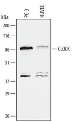 CLOCK Polyclonal Antibody