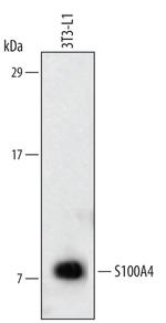 S100A4 Polyclonal Antibody