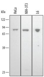 HSC70 Polyclonal Antibody