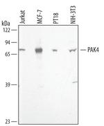PAK4 Polyclonal Antibody