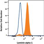 Laminin alpha-1 Polyclonal Antibody