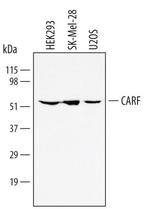 CARF Polyclonal Antibody