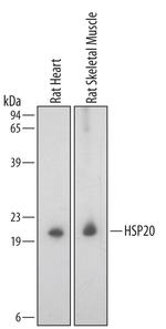 HSP20 Polyclonal Antibody