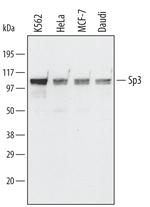 SP3 Polyclonal Antibody