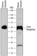 SHH Polyclonal Antibody