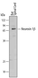 Neurexin 1 Beta Polyclonal Antibody