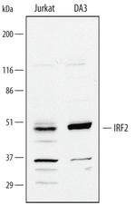 IRF2 Polyclonal Antibody