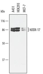 DDX17 Polyclonal Antibody