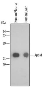 Apolipoprotein M Polyclonal Antibody