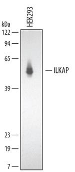 ILKAP Polyclonal Antibody