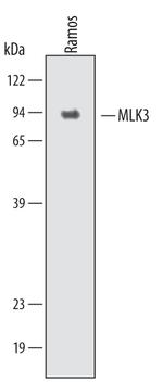 MLK3 Polyclonal Antibody
