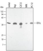 CK1 epsilon Antibody in Western Blot (WB)
