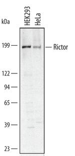RICTOR Antibody in Western Blot (WB)