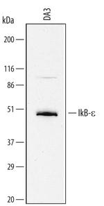 IkB epsilon Polyclonal Antibody