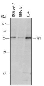 RYK Antibody in Western Blot (WB)