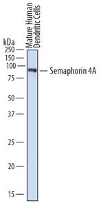SEMA4A Antibody in Western Blot (WB)