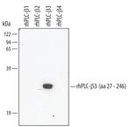 PLCB3 Polyclonal Antibody