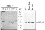 14-3-3 beta Polyclonal Antibody